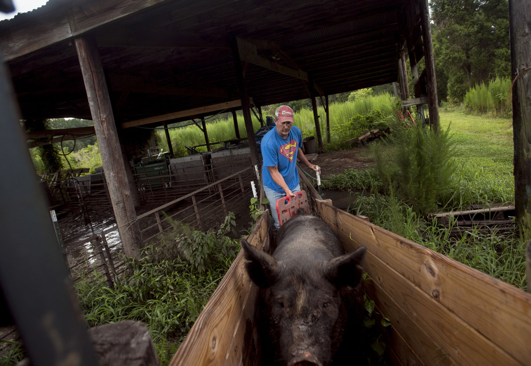 Livestock08.JPG